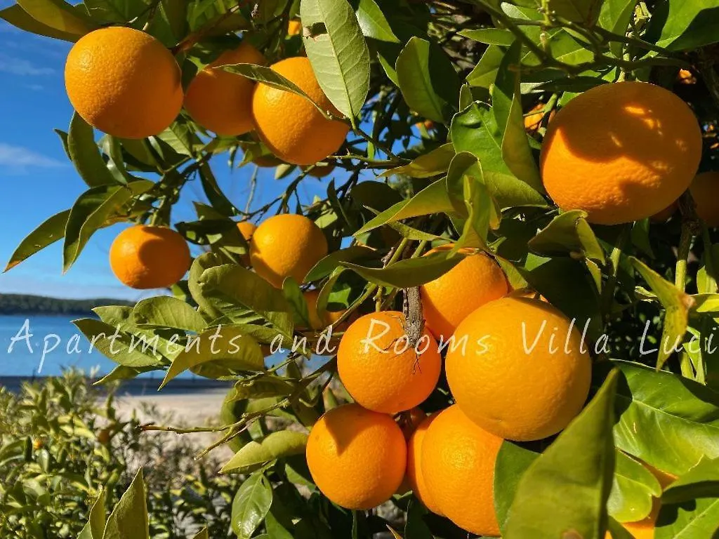 Apartments And Rooms Villa Luci Barbat na Rabu 招待所